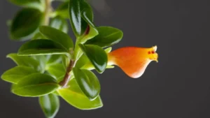 Goldfish Plant: A Complete Guide to Care and Varieties