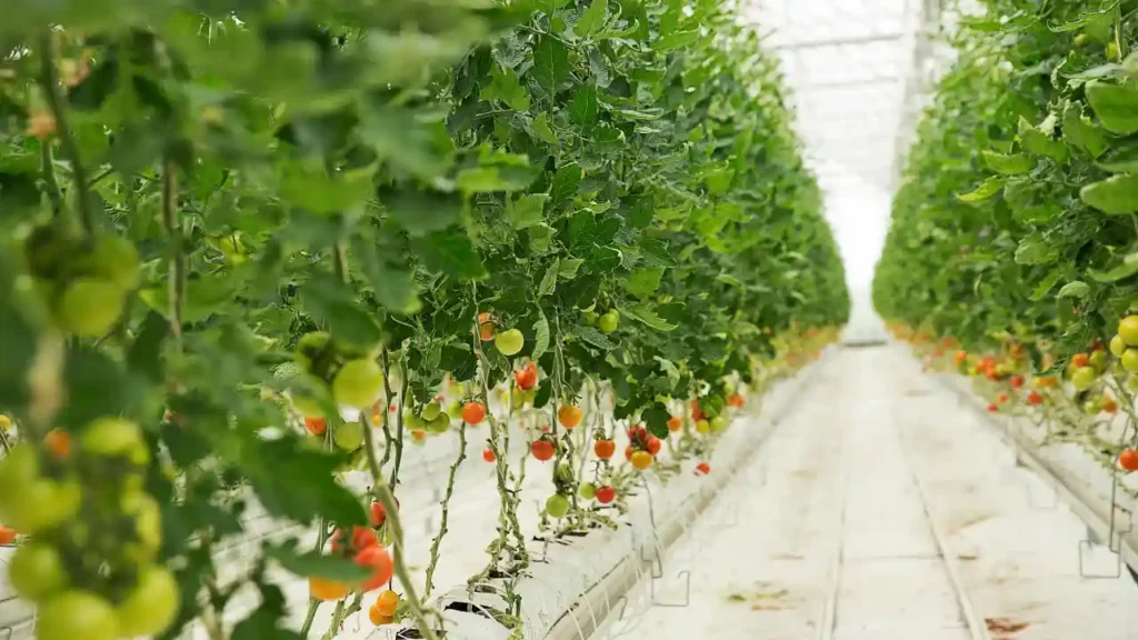 The Ultimate Guide to Tomato Companion Plants