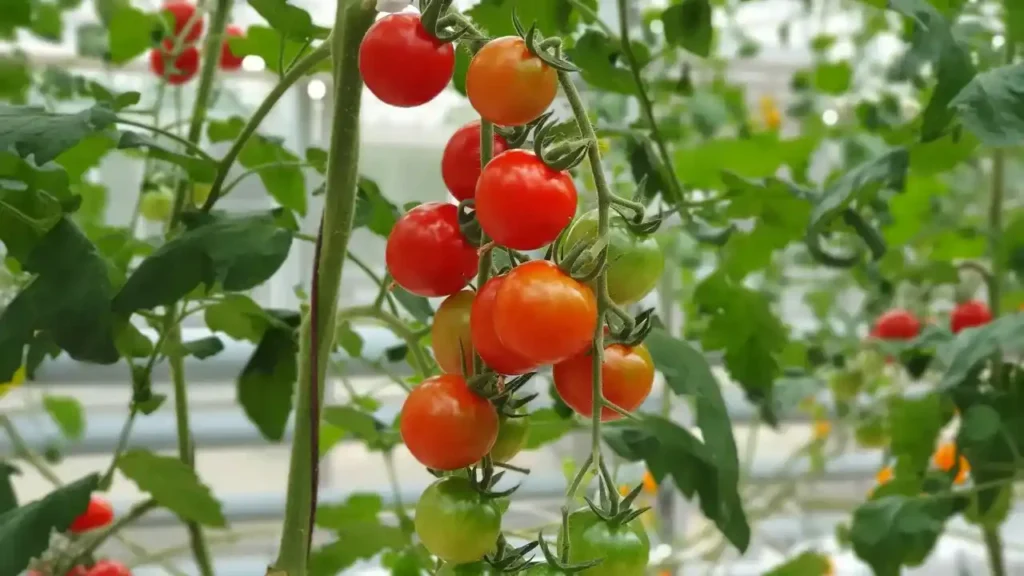 The Ultimate Guide to Tomato Companion Plants