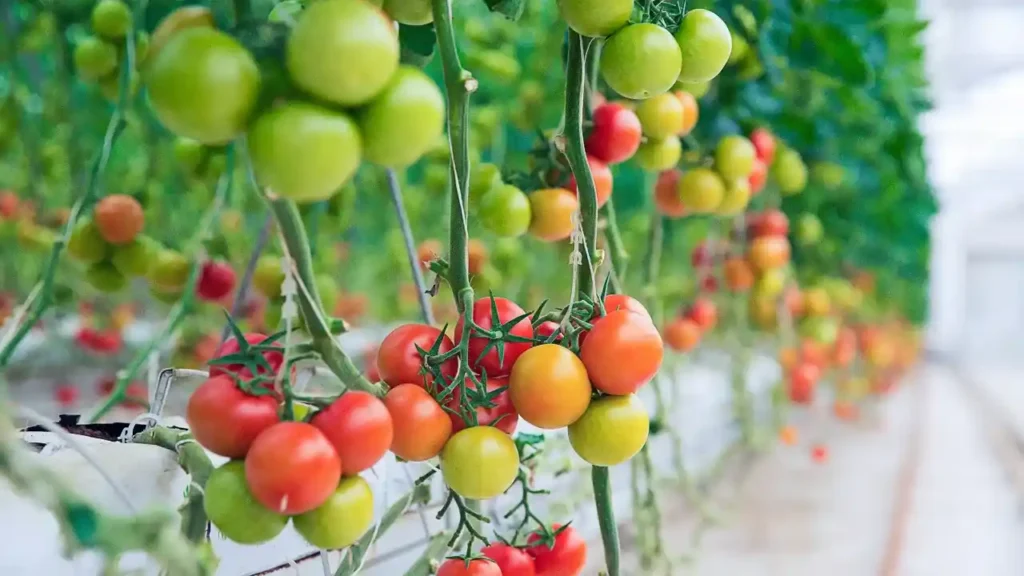The Ultimate Guide to Tomato Companion Plants