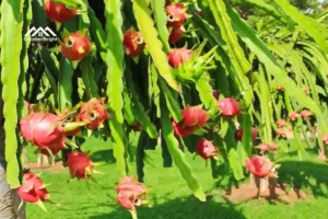 night-blooming-cereus-fruit