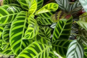 calathea-musaica-care