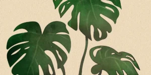 Monstera Esqueleto Care: Ultimate Guide for Healthy Growth
