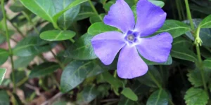 Vinca Minor Ground Cover Problems