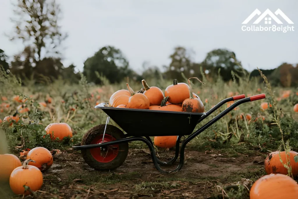 The Perfect Time to Plant Pumpkins for Halloween