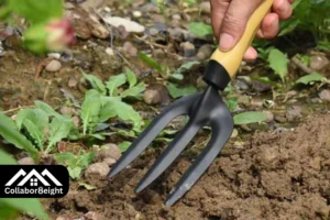 forks-gardening-top-tools-and-tips-for-a-healthy-garden-by-collabor8eight